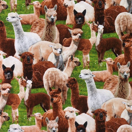 Llamas alpacas elizabeth - llamas,