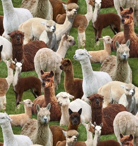 Fat quarter llamas - fat,